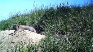 Жизнь сурков в заповеднике «Приволжская лесостепь»
