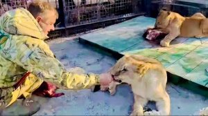 Новый львенок Миранда ест только из рук Олега Зубкова, что ты будешь делать…