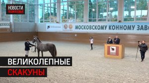 Ежегодный конный аукцион прошел в Одинцово // 360 Одинцово