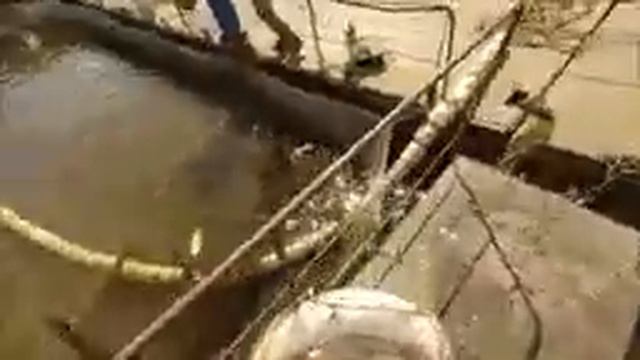 Товарный веслонос. Отбраковка самцов веслоноса в товар. смотреть онлайн