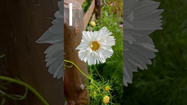 Космея дваждыпепистая - Белый Танец.