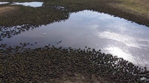 DJI MINI 2 - Дальневосточные серые цапли Даниловка ЕАО 2021-10-08