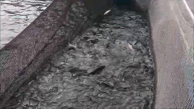 Как растет и созревает форель в садках??? Немного цифр смотреть онлайн