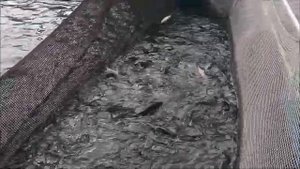 Как растет и созревает форель в садках??? Немного цифр