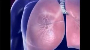 Строение тела человека  Анатомия для детей! Что у нас внутри 1