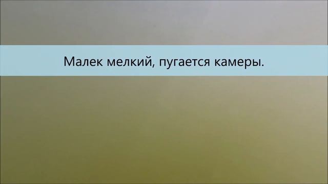 Кормление малька толстолоба замороженным зоопланктоном: дафния, циклоп смотреть онлайн