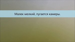 Кормление малька толстолоба замороженным зоопланктоном: дафния, циклоп