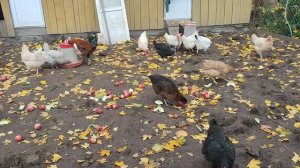 Полдник у курочек 🐔 уточек 🦆 + ответ на комментарий 💬 🤔