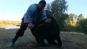 Подъём быка.Перенос быка.Халаджи.Д