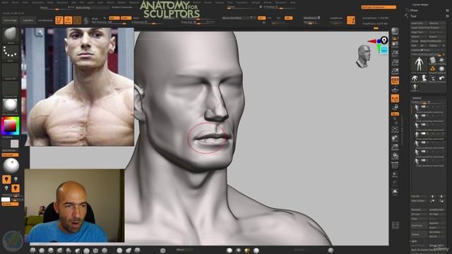 9. Head anatomy - beginner mistakes feedback