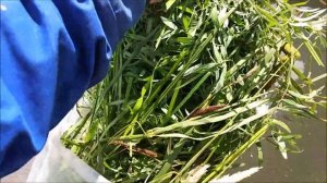 Кормление производителей амура в садках