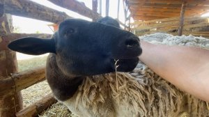 Музыкальные ворота! Трусливые барашки. №174