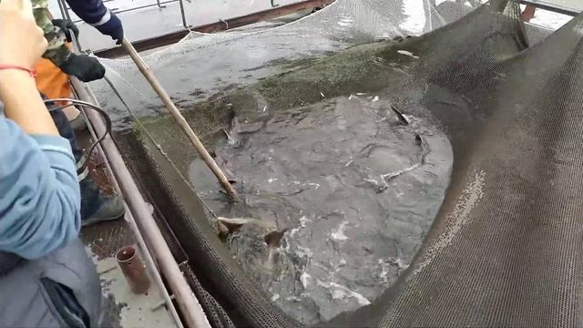 Осëтр-мегалодон на медосмотре...или УЗИ для осетра смотреть онлайн