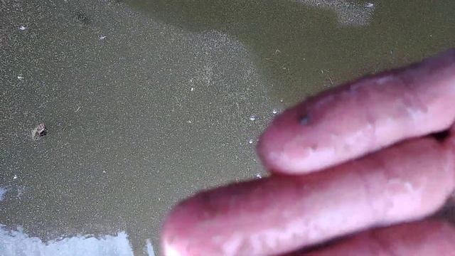 Сколько дафнии может быть в водохранилище? смотреть онлайн