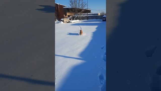 Зимушка 2021... По сугробам... верный пёс Рыжий... ) смотреть онлайн