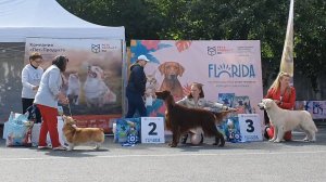 15.06.2024, СПб. Клуб "БЕАР-ЛАЙК-1" (РКФ, РФЛС). Выставка собак всех пород (CAC, ЧФ)