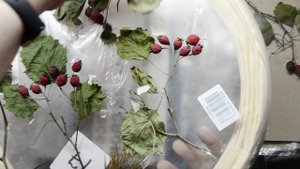 Ставим простой натюрморт.