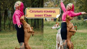 Сколько команд знает фараонова собака