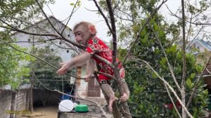 Baby monkey Tina was angry with her mother and refused to drink milk