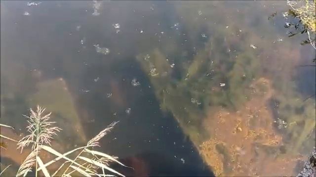 Облов пруда с мальком белого амура смотреть онлайн