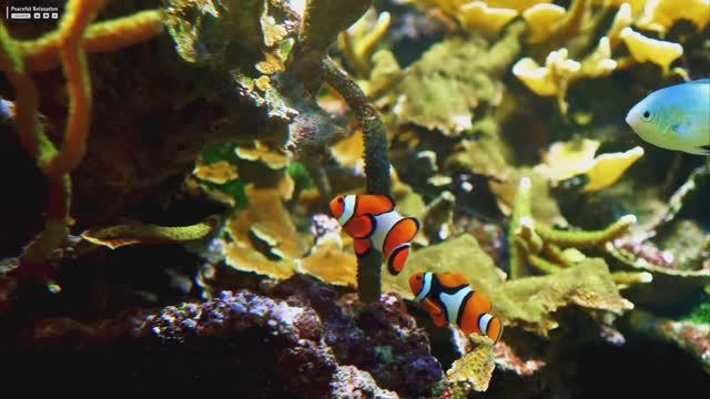 The Best 4K Aquarium 🐠 Beautiful Coral Reef Fish - Sleep Relax Meditation Music