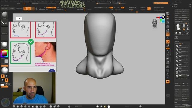 5. Head anatomy basic forms