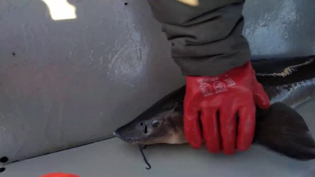 Л - значит логика... или как считать осетров?! смотреть онлайн