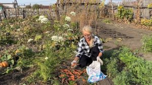 ПРОСТАЯ ЖИЗНЬ В ДЕРЕВНЕ/СУББОТНИЙ ОСЕННИЙ ДЕНЬ/СОБИРАЕМ УРОЖАЙ МОРКОВИ И СВЁКЛЫ/ДЕЛАЕМ ЗАКРУТКИ