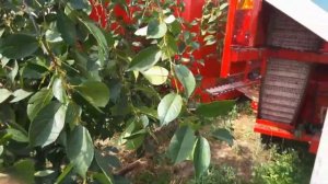 Комбайн FELIX Z. Механизированный сбор урожая вишни, черешни