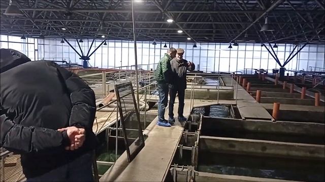 Рыбоводная коммандировка. Питер,. ФСГЦР Ропша смотреть онлайн