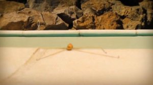 Spider from the depths - Глубоководные паучки (360p)