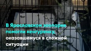 В Ярославском зоопарке помогли кенгуренку, оказавшемуся в сложной ситуации