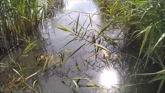 Новые стартовые корма для карпа, сделанные в Сибири. Корм для малька карповых рыб - "Акватех". смотреть онлайн