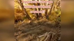 неизвестное существо, Австралия.#рекомендации