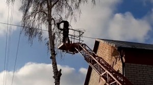 Авто вышка в деле, спил дерева! Как разобрать берёзу за 10 мин?