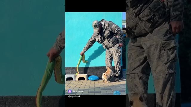 питомник Счастье это абрикосовая  девочка Ламбада