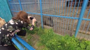 Поездка в зоопарк,еще один великолепный день. Тюменский зоопарк.