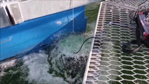Аэрлифт, или как понизить температуру воды в садках с форелью?