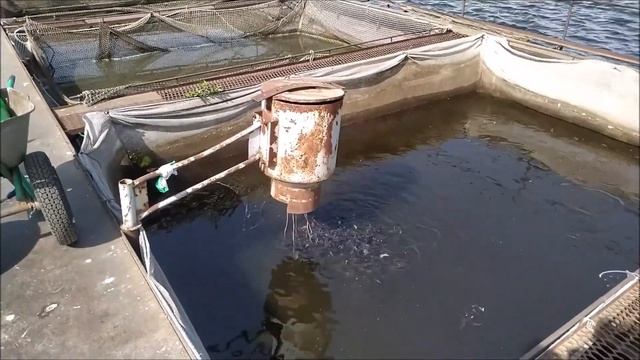 Выращивание малька африканского сома в садках смотреть онлайн