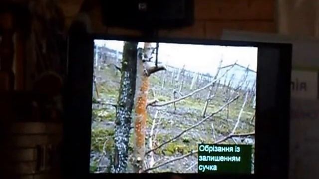 Лекция по обрезке яблони, система "Клик". Семинар Сингента Syngenta. Поляк