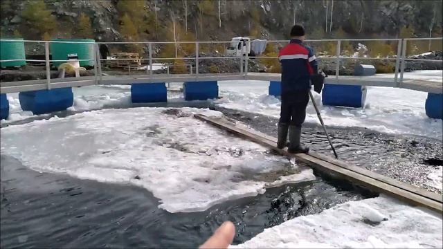 Перевозка 120 т форели с теплого участка на холодный. смотреть онлайн