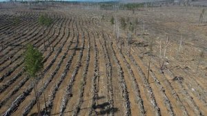 Участки лесовосстановления