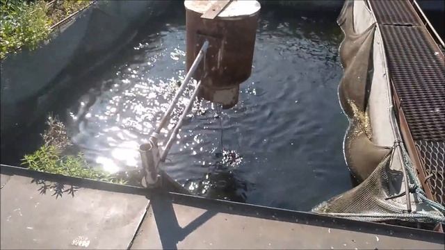 Рыба которая растет 2100%. За 45 дней с 26 до 700 гр. Африканский сом. смотреть онлайн