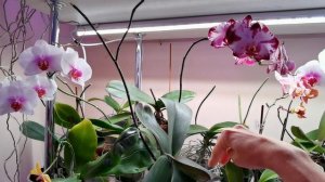 Клещ на орхидеях ДОСТАЛ. Отрезала пышные цветоносы.