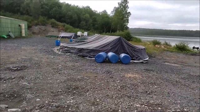 Как выращивают форель в Карелии!? Питомник 