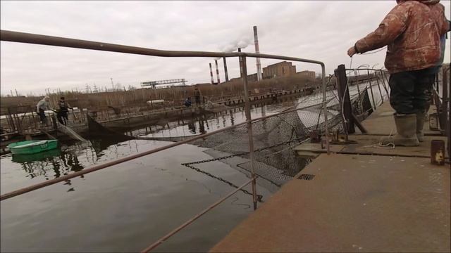 Замена садка S 240 м2 у веслоноса. Выращивание веслоноса в садках смотреть онлайн