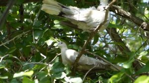 Кольчатая горлица чистит пёрышки :)