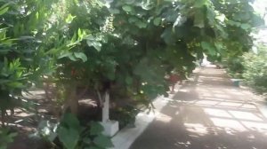 Лимонарий в Наровчатке