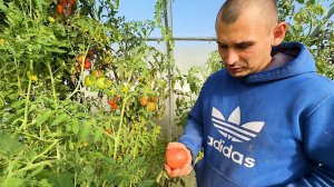 Продолжаем собирать урожай. У нас поменялись все планы. Стройка в деревне. Жизнь простых людей.