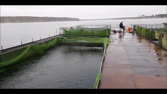 Где же теперь работает "Как работают рыбхозы" и перевозка 15 тонн карпа смотреть онлайн